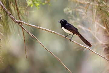 Willie Wagtail