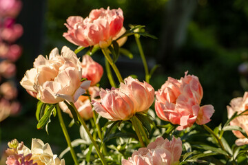 Peony Coral Charm orange pink peony flower in bloom