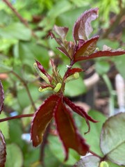 Small green worms damaged and eat on young budding rose