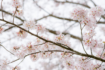
The pink cherry blossoms are in full bloom amid the chilly atmosphere in Japan