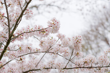 
The pink cherry blossoms are in full bloom amid the chilly atmosphere in Japan