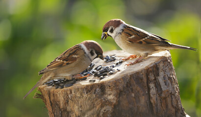 Little birds feeding on a bird feeder with sunflower seeds. Sparrow. Passer montanus.