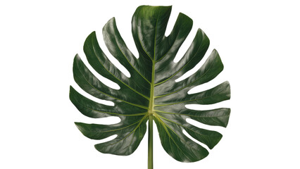 isolated leaf, GENERATIVE AI