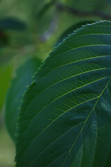 close up of green tree leaf in a morning lights