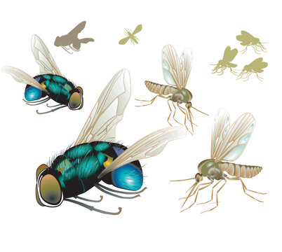 Fliegen und M&uuml;cken, isoliert  Illustration