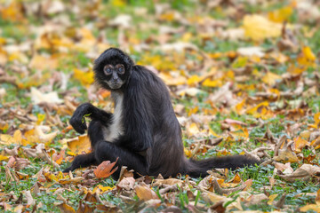 Central American Spider Monkey - Ateles geoffroyi, beautiful endangered spider monkey from Cental American forests, Costa Rica.