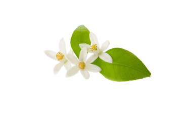 Naklejka premium tangerine flowers isolated on a white background. macro 