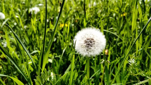 sch&ouml;ne gr&uuml;ne Wiese mit wei&szlig;en Pusteblumen, L&ouml;wenzahn, Nahaufnahme, Samen, Pollen
