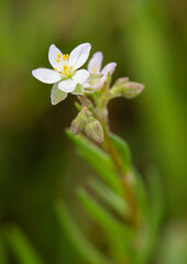 Obraz premium Macrophotographie de fleur sauvage - Spergulaire marginée - Spergularia media