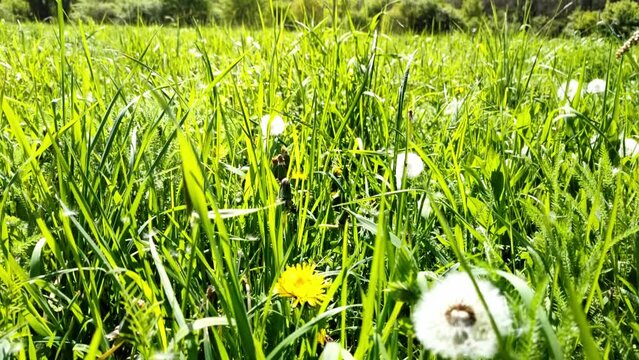 sch&ouml;ne gr&uuml;ne Wiese mit wei&szlig;en Pusteblumen, L&ouml;wenzahn, Nahaufnahme, Samen, Pollen
