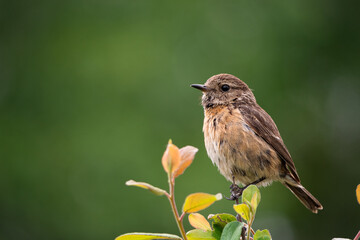 Tarabilla, Saxicola rubicola. 