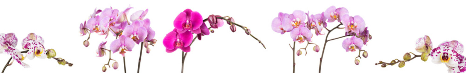 Branch of pink phalaenopsis or Moth orchid from isolated on white background