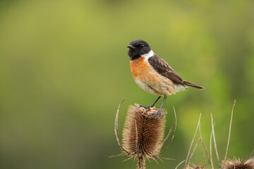 Tarabilla, Saxicola rubicola. 