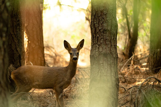 Corzo, Capreolus capreolus