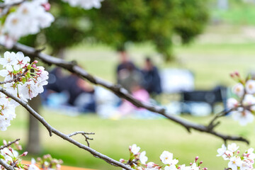 お花見の家族