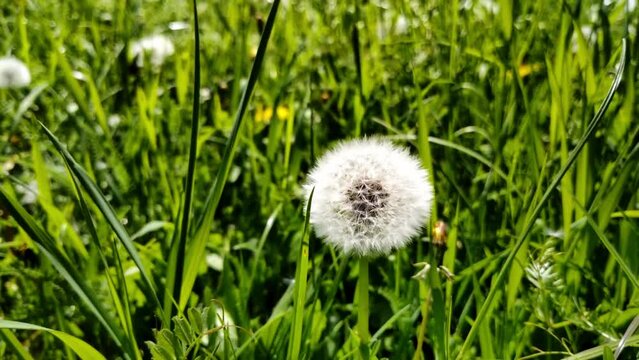 sch&ouml;ne gr&uuml;ne Wiese mit wei&szlig;en Pusteblumen, L&ouml;wenzahn, Nahaufnahme, Samen, Pollen
