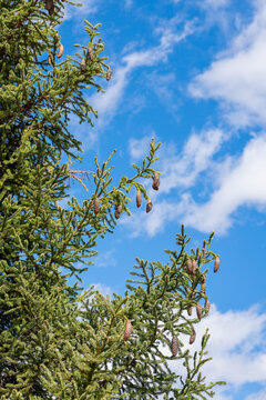 Spruce tree branches under blue sky with fluffy clouds