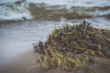 Grass and dry branches on the seashore 