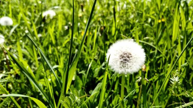 sch&ouml;ne gr&uuml;ne Wiese mit wei&szlig;en Pusteblumen, L&ouml;wenzahn, Nahaufnahme, Samen, Pollen
