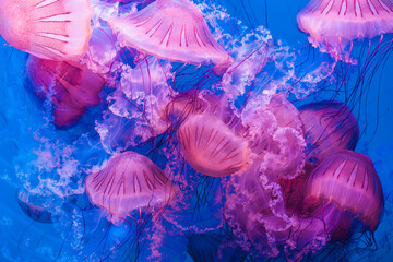 Ethereal jellyfish swarm in a marine dance