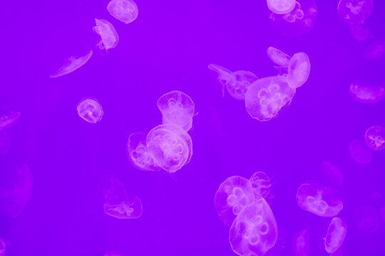 Ethereal purple jellyfish floating in deep blue water