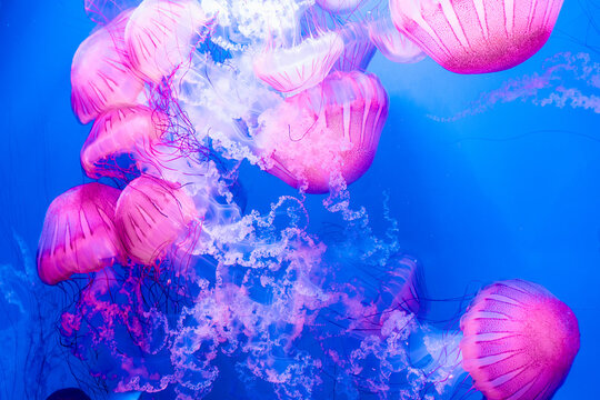 Graceful pink jellyfish swimming in deep blue water