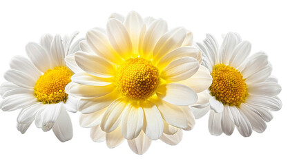 white yellow daisy flower isolated on transparent background cutout