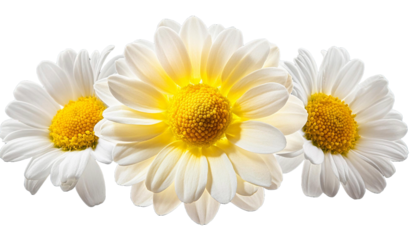 white yellow daisy flower isolated on transparent background cutout