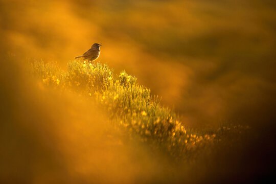Golden Dawn Serenade by a Small Perching Bird