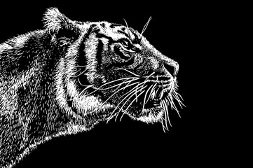 tiger head close up, vector tiger on black background, tattoo tiger