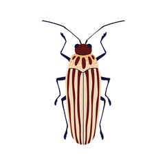 Striped blister beetle. Insect species icon. Elongated long bug with lines pattern, top above view. Summer fauna. Flat graphic vector illustration isolated on white background