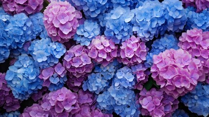 Fototapeta premium Selective focus on beautiful bush of blooming blue, purple Hydrangea or Hortensia flowers (Hydrangea macrophylla) and green leaves under the sunlight in summer. Natural background.