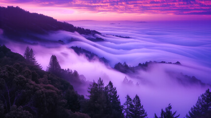 Foggy redwood forest from above with ethereal sunset in light purple and blue cloud waves.