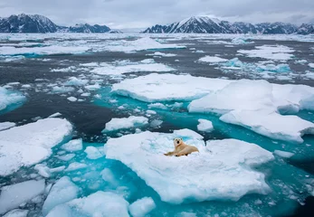  Polar bear (Ursus maritimus) resting on floating sea ice off the northeast coast of Greenland. © mrallen