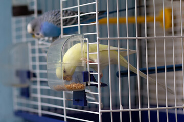 Budgerigars eat from a feeder in a cage