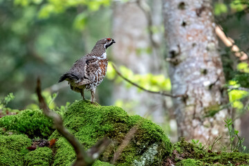 Gélinotte des bois (Bonasa bonasia) mâle en parade au printemps. Alpes. France