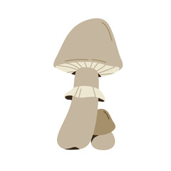 Poison mushroom, pale toadstool. Toxic death cap fungi, big and small. Hazardous bad inedible fall autumn fungus composition. Flat graphic vector illustration isolated on white background