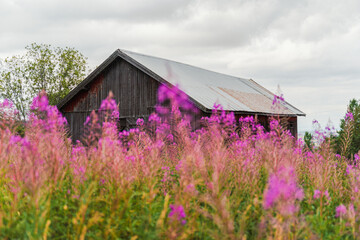 abandoned barn in the willowherb meadow