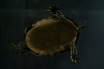 perspektive schildkröte froschperspektive tier schwimmen wasser blau