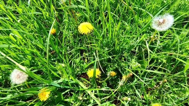 sch&ouml;ne gr&uuml;ne Wiese mit gelben L&ouml;wenzahnbl&uuml;ten, Nahaufnahme, Samen, Pollen
