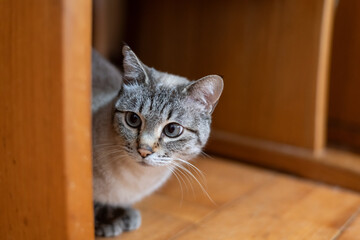 椅子の下の猫　シャムトラ猫