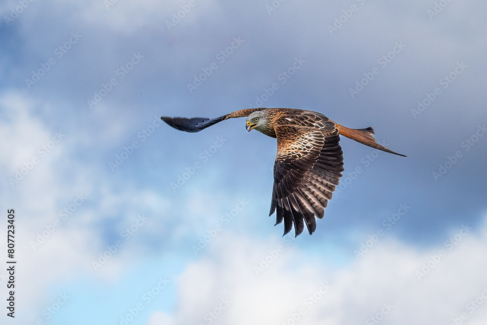 Poster captured against a cloudy sky is a red kite, milvus milvus, as it flies with its wings spread and be