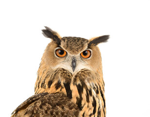 Fototapeta premium Uhu isoliert auf weißen Hintergrund, Freisteller 