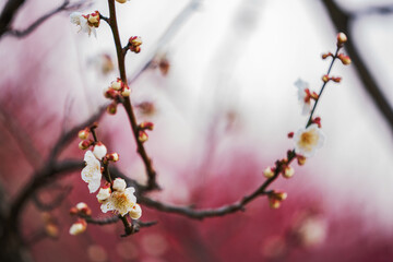 Close up of local details of plum blossoms in early spring