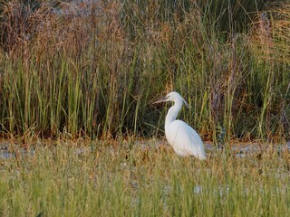 Great snowy egret hunting on swamp. stalking prey in wildlife area. White heron (Ardea alba) in reeds at pond. Saltmarsh sunset scene. Little Egret (Egretta garzetta)