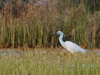Great snowy egret hunting on swamp. stalking prey in wildlife area. White heron (Ardea alba) in reeds at pond. Saltmarsh sunset scene. Little Egret (Egretta garzetta)