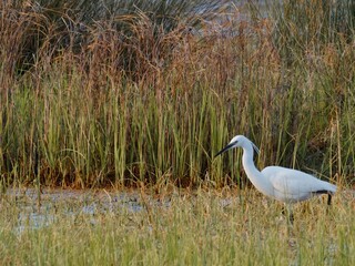 Great snowy egret hunting on swamp. stalking prey in wildlife area. White heron (Ardea alba) in reeds at pond. Saltmarsh sunset scene. Little Egret (Egretta garzetta)