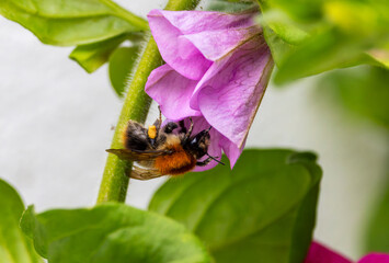 Queen Common Carder Bumblebee "Bombus pascuorum" collecting nectar from pink Petunia flower. Dublin, Ireland