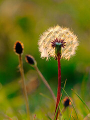 A large dandelion in the forest. Large fluffy dandelion clock. Closeup macro at sunset. seed head in the garden in the springtime.