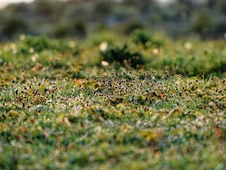 Closeup of a summer meadow full of wildflowers with warm sunlight. Sunset scene on the salt marsh....